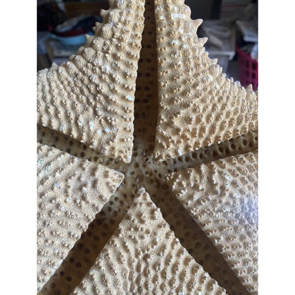 Natural Textured Starfish Decor - Large Preserved Sea Life Accent For Coastal & - Picture 3 of 5